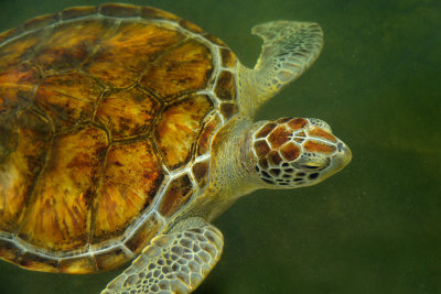 FL - Sea Turtle 3.jpg