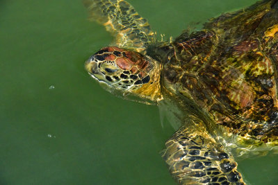 FL - Sea Turtle 4.jpg