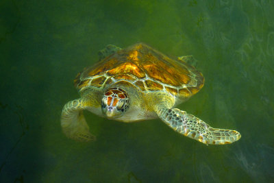 FL - Sea Turtle 5.jpg