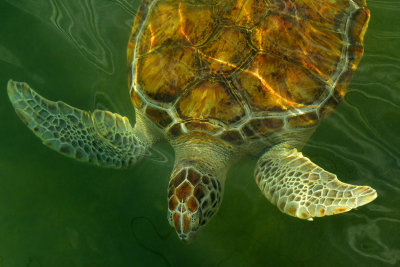 FL - Sea Turtle 6.jpg
