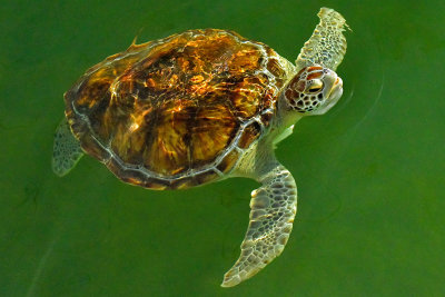 FL - Sea Turtle 7.jpg
