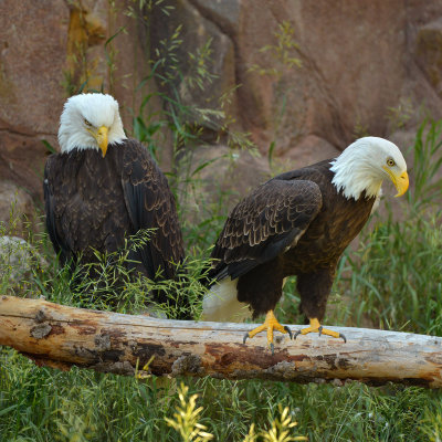 Bald Eagles - Yellowstone NP 1.jpg