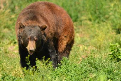 Black Bear - Yellowstone NP 1.jpg