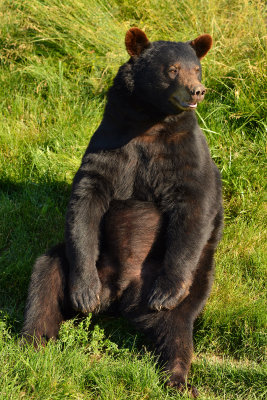 Black Bear - Yellowstone NP 2.jpg