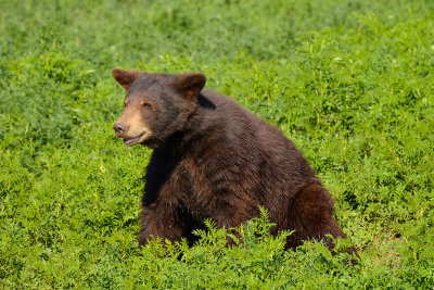 Black Bear - Yellowstone NP 3.jpg