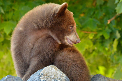 Black Bear Cub - Yellowstone NP 1.jpg