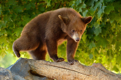Black Bear Cub - Yellowstone NP 2.jpg