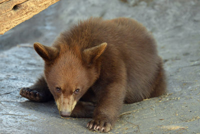 Black Bear Cub - Yellowstone NP 3.jpg