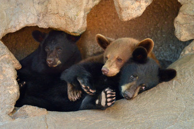 Black Bear Cubs - Yellowstone NP 1.jpg