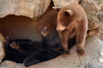 Black Bear Cubs - Yellowstone NP 2.jpg