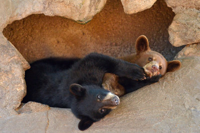 Black Bear Cubs - Yellowstone NP 3.jpg