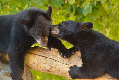 Black Bear Cubs - Yellowstone NP 4.jpg