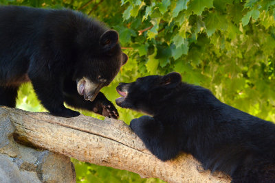 Black Bear Cubs - Yellowstone NP 5.jpg