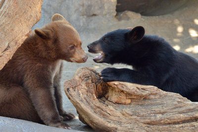 Black Bear Cubs - Yellowstone NP 6.jpg