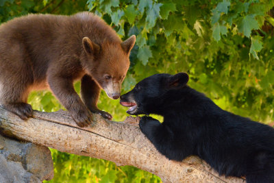 Black Bear Cubs - Yellowstone NP 7.jpg