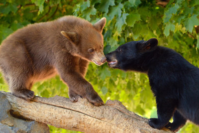 Black Bear Cubs - Yellowstone NP 8.jpg