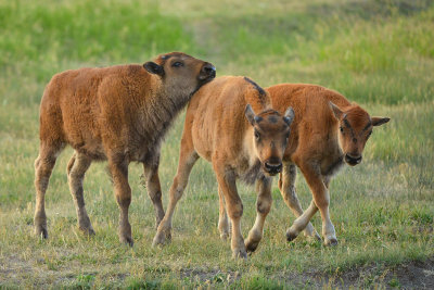Buffalo Babies -  Grand Teton NP 1.jpg