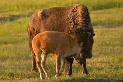 Buffalo Mama and Baby - Grand Teton NP 1.jpg