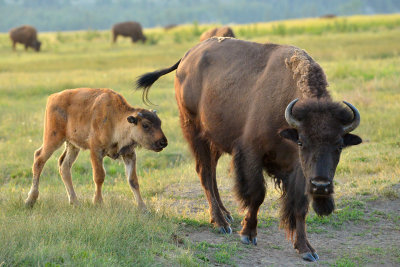 Buffalo Mama and Baby - Grand Teton NP 2.jpg