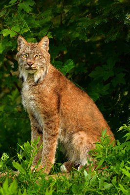 Canada Lynx - Minnesota 1.jpg