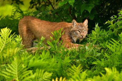 Canada Lynx - Minnesota 2.jpg