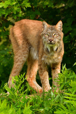 Canada Lynx - Minnesota 3.jpg