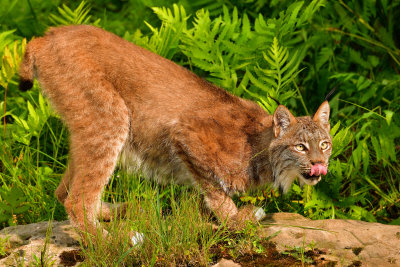 Canada Lynx - Minnesota 4.jpg