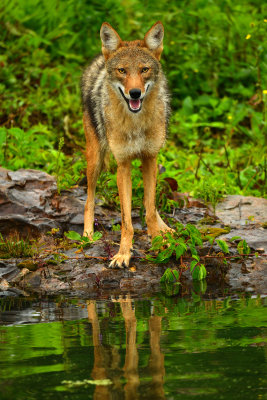 Coyote - Minnesota 1.jpg