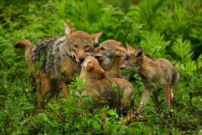 Coyote Mom and Pups - Minnesota 1.jpg