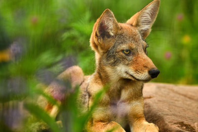 Coyote Pup - Minnesota 1.jpg