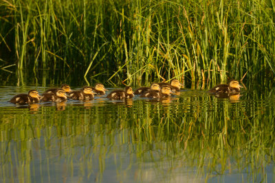 Ducklings - Grand  Tetons NP.jpg