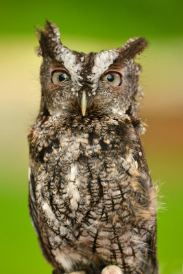 Eastern Screech Owl - Grand Tetons NP 1.jpg