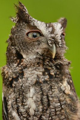 Eastern Screech Owl - Grand Tetons NP 2.jpg