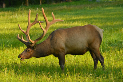 Elk Bull - Yellowstone NP 1.jpg