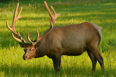 Elk Bull - Yellowstone NP 2.jpg