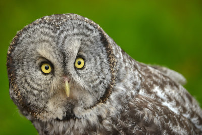 Great Grey Owl - Grand Tetons NP 1.jpg