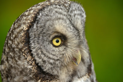 Great Grey Owl - Grand Tetons NP 2.jpg