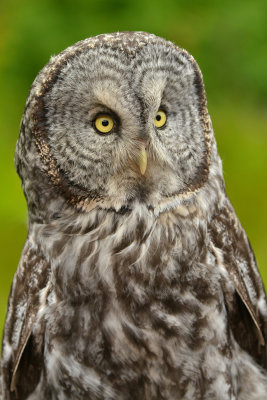 Great Grey Owl - Grand Tetons NP 3.jpg