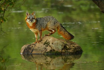 Grey Fox - Minnesota 1.jpg