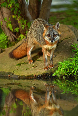 Grey Fox - Minnesota 3.jpg