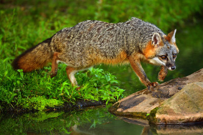 Grey Fox - Minnesota 4.jpg