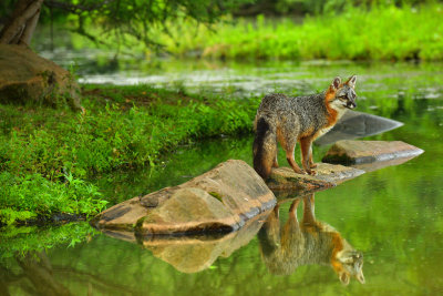 Grey Fox - Minnesota 5.jpg