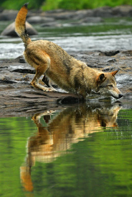 Grey Wolf - Minnesota 1.jpg