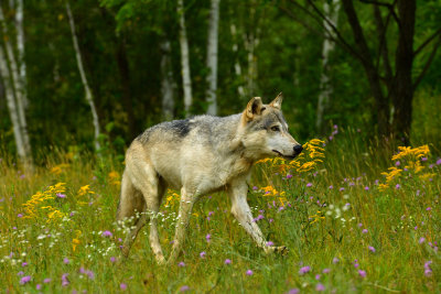 Grey Wolf - Minnesota 10.jpg