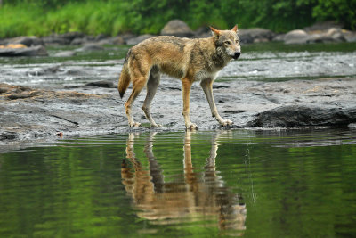Grey Wolf - Minnesota 4.jpg