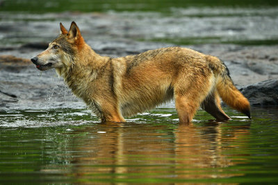 Grey Wolf - Minnesota 6.jpg