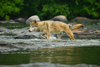 Grey Wolf - Minnesota 7.jpg
