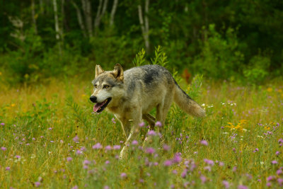 Grey Wolf - Minnesota 8.jpg