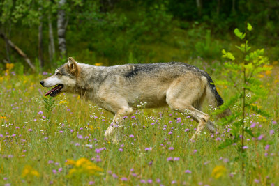 Grey Wolf - Minnesota 9.jpg
