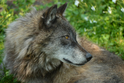 Grey Wolf - Yellowstone NP 1.jpg